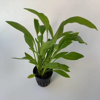 S.I Echinodorus Argentinensis (Topf)