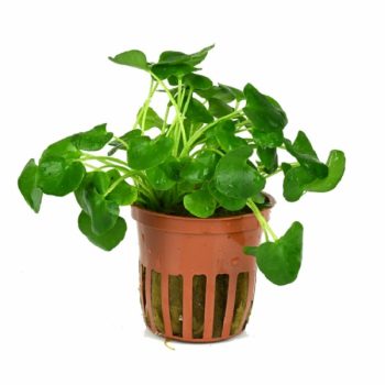 Stoffels Nympohoides cristala Flipper