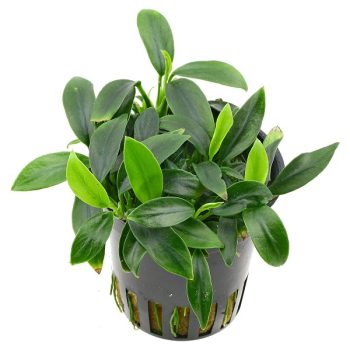 Stoffels Anubias barteri var. nana 'Pangolino'