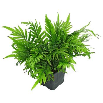 Stoffels Bolbitis heudelotii MotherPlant