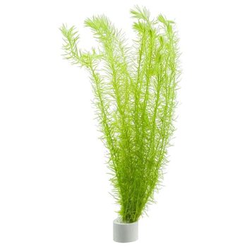 StoffelsMayaca fluviatilis (Bunch)