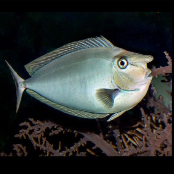Naso brevirostis L - Short Nosed Unicornfish