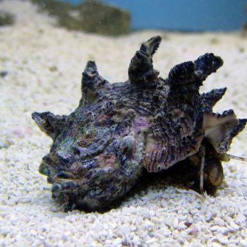 Astraea sp. - Spiny Astraea Snail