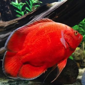 Astronotus ocellatus - Super Red Oscar 7.5cm
