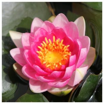 Nymphaea Attraction - Red Water Lily Large