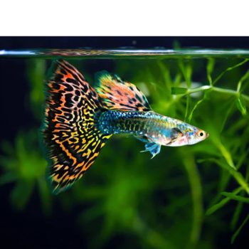 Poecilia reticulata - Metallic Rainbow Guppy