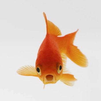 Carassius auratus - Red Comet Goldfish 4-6cm