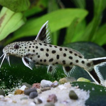 Synodontis petricola - Dwarf Lake Synodontis 2.5cm