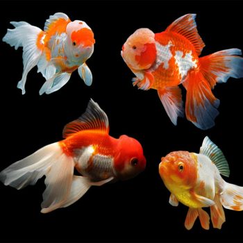 Carassius auratus - Rosetail Assorted Oranda 11-12cm