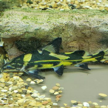 Bagroides melapterus - Harlequin Marble Lancer 7cm