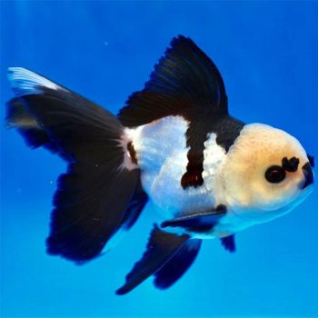 Carassius auratus - Oranda Panda 9-10cm