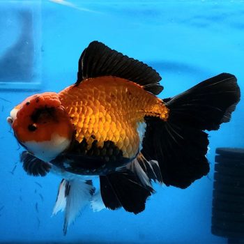 Carassius auratus -Red Black Apache Oranda 10- cm