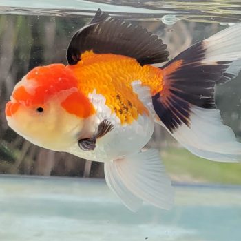 Carassius auratus- Tricolor Oranda 9-10cm