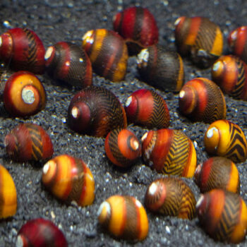 Vittina waigiensis - Assorted Racer Snail