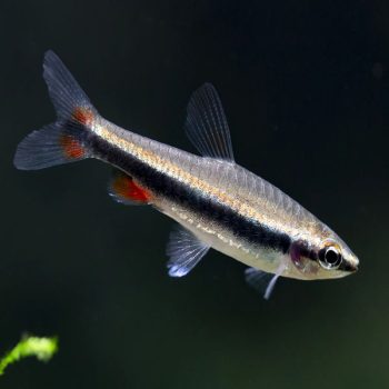 Nannostomus beckfordi-Red Nannostomus 2.5 cm
