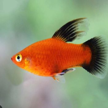 Xiphophorus maculatus - Platy Highfin Assorted S