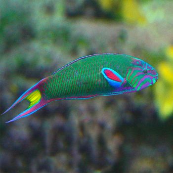 Thalassoma lunare - Moon Wrasse