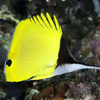 Forcipiger longirostris -Longnose butterflyfish M