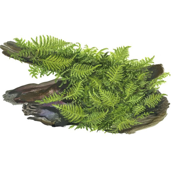 Tropica Vesicularia montagnei 'Christmas' On Wood - Image 3