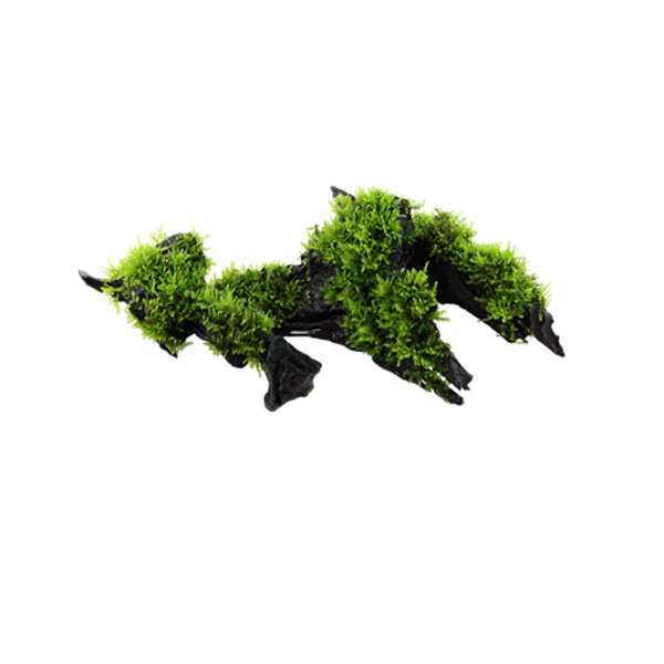 Tropica Vesicularia montagnei 'Christmas' On Wood - Image 2