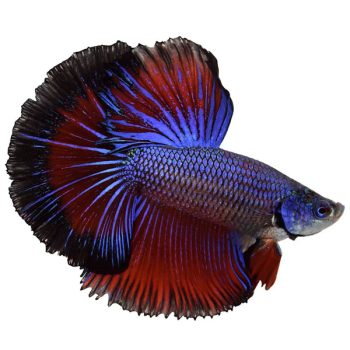 Betta splendens – Siamese Fighting Fish Halfmoon Male XL