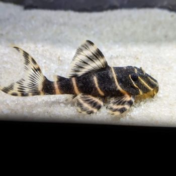Panaqolus albivermis L204 - Emperor Pleco L