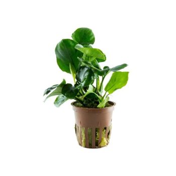 Tropica Anubias Barteri 'Coin Leaf' Potted