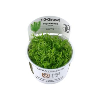 Tropica Pogostemon deccanensis 1-2-Grow