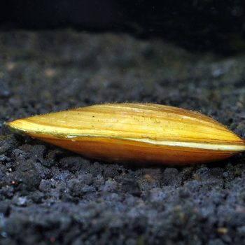 Pilsbryoconcha exilis - Golden Mussel 6-7cm