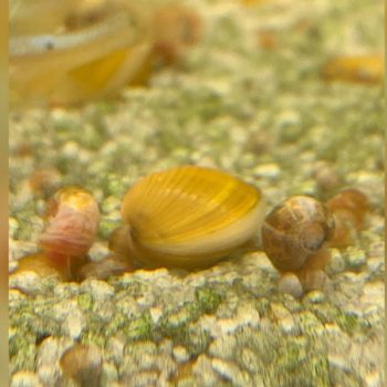 Corbicula javanicus- Mini Yellow Clam 1.5-2cm