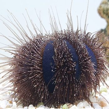 Mespilia globulus -Black tuxedo urchin -M