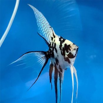 Pterophyllum scalare - Panda Angelfish 4.5-5 cm