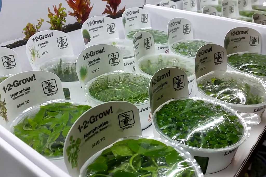 <strong>Τropica 1•2•Grow! : Ποιότητα συσκευασμένη σε κύπελο!</strong>