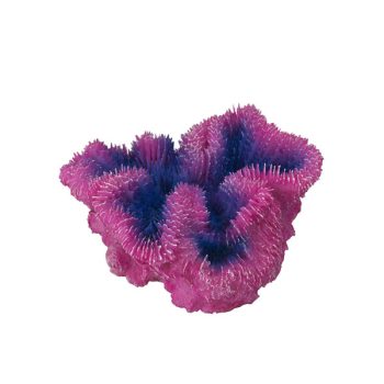 Aqua Della Symphylia 12x5x12 cm