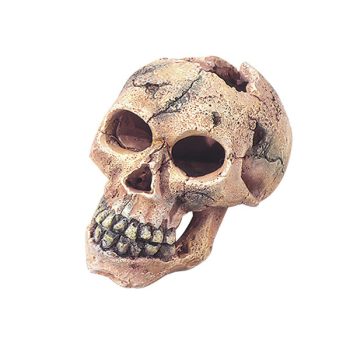 Aqua Della Skull S 11cm
