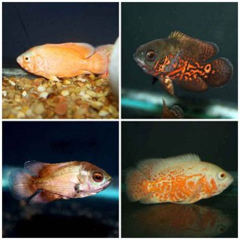 Astronotus ocellatus -Assorted Oscar 7.5cm