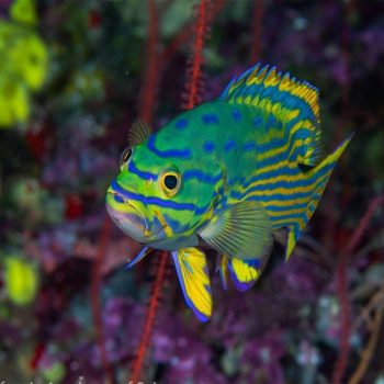 Cephalopholis polleni -Harlequin Hind Grouper