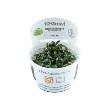 Tropica Bucephalandra sp. ’Needle Leaf’ 1-2-Grow! limited