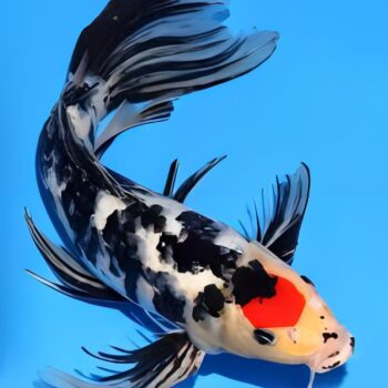 Cyprinus carpio- Koi Butterfly Carps 10cm