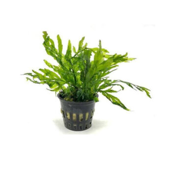 S.I Bolbitis heudelotii