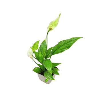 Stoffels Spathiphyllum wallisii MP XXL