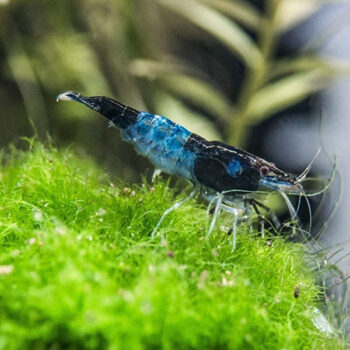 Neocaridina heteropoda var.Rili - Blue Rili Shrimp 1.5cm