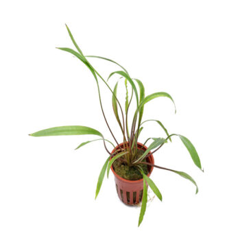 Tropica Cryptocoryne spiralis Red Potted