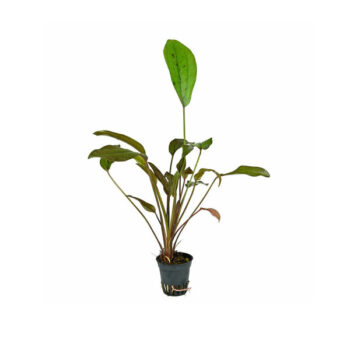 Stoffels Echinodorus Indian Red