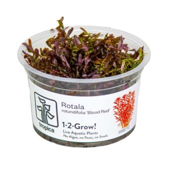 Tropica Rotala rotundifolia 'Blood Red' 1-2 Grow