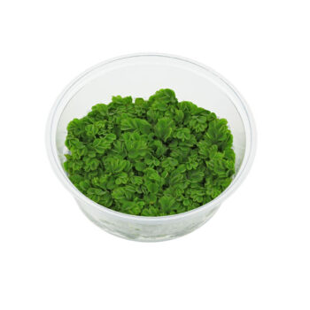 Stoffels Salvinia auriculata in-vitro