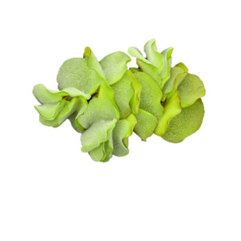 Stoffels Salvinia natans S ( Port.)