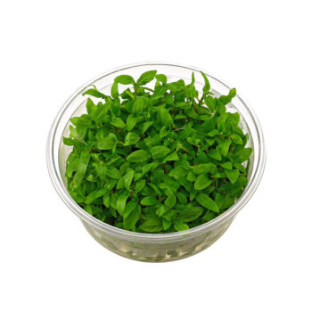 Stoffels Staurogyne repens in vitro