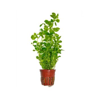 Tropica Ludwigia palustris Green potted