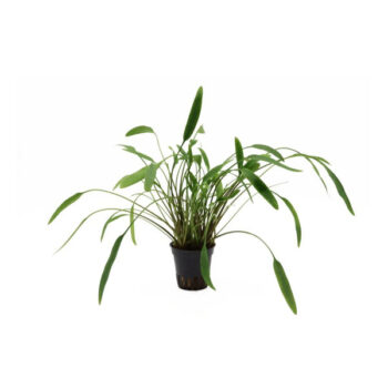 Stoffels Cryptocoryne x Willisii Nevilli potted